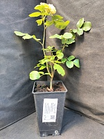 Роза спрей Луна Трендсеттер